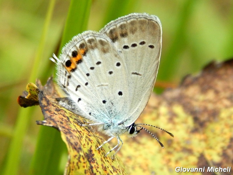 Parco del ticino : incontri del 23/8/14